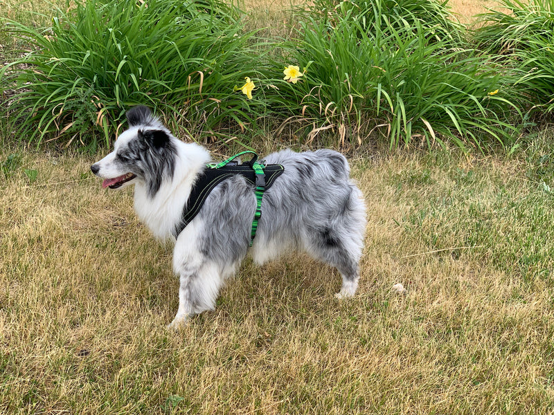 Can you guess the various dog breeds from these photos?