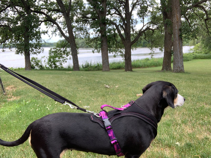 Unleash your freedom - leash talk!