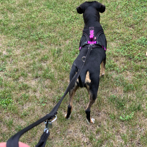 Tips On How to Stop Your Dog from Pulling on A Leash