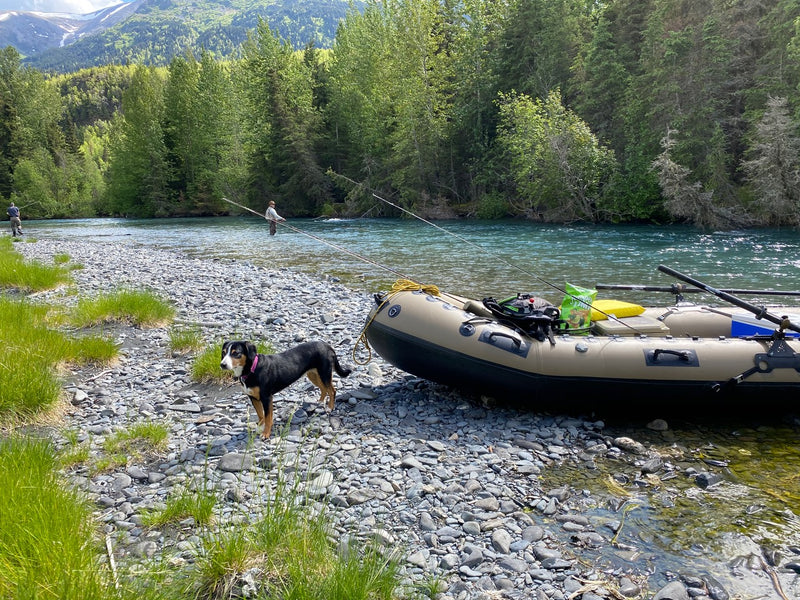 Love to Travel with your dog? Where to next?