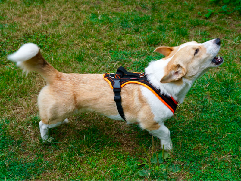 What makes the best dog harness?