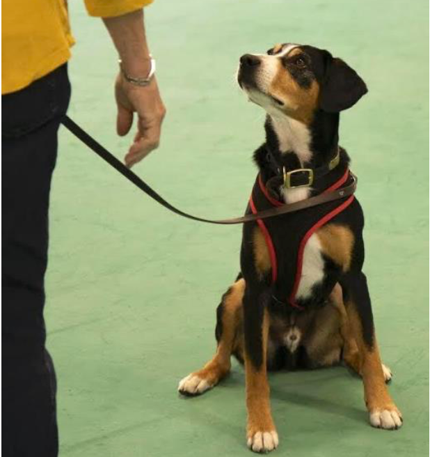 Sniffing out little cherry disease with style and comfort with Dog Performance Gear!