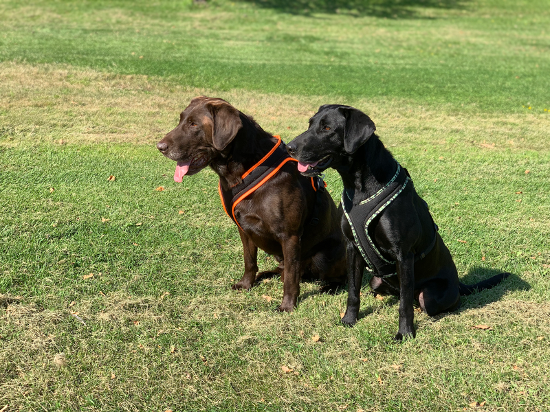 Why does your dog need a good harness?