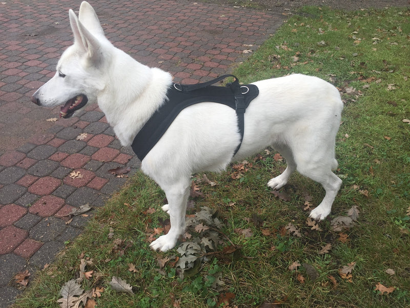 FunRun Dog Harness