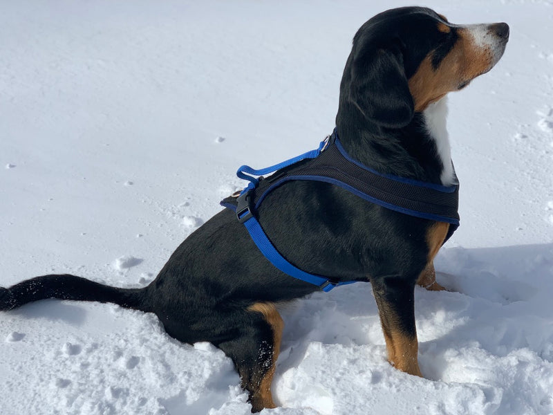 Blue FunRun Harness