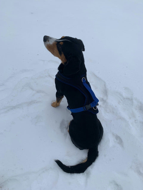 Blue FunRun Harness