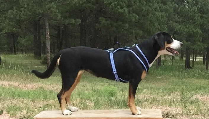 FunRun Dog Harness