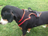 FunRun Dog Harness