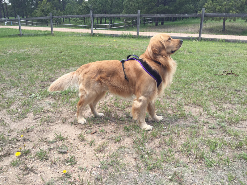 FunRun Dog Harness