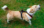 FunRun Dog Harness