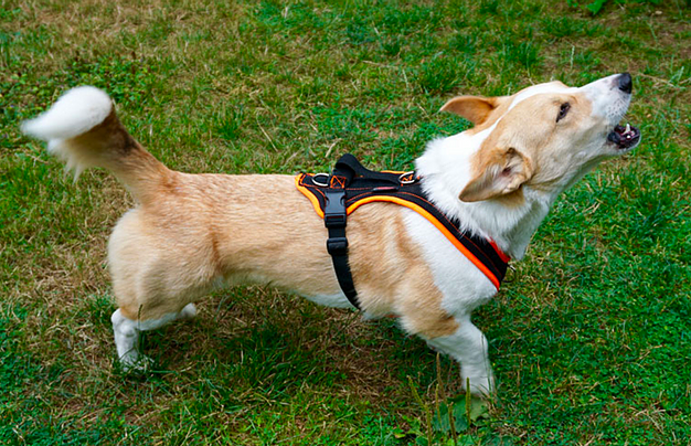 Three legged dog harness top