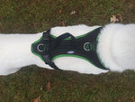 FunRun Dog Harness