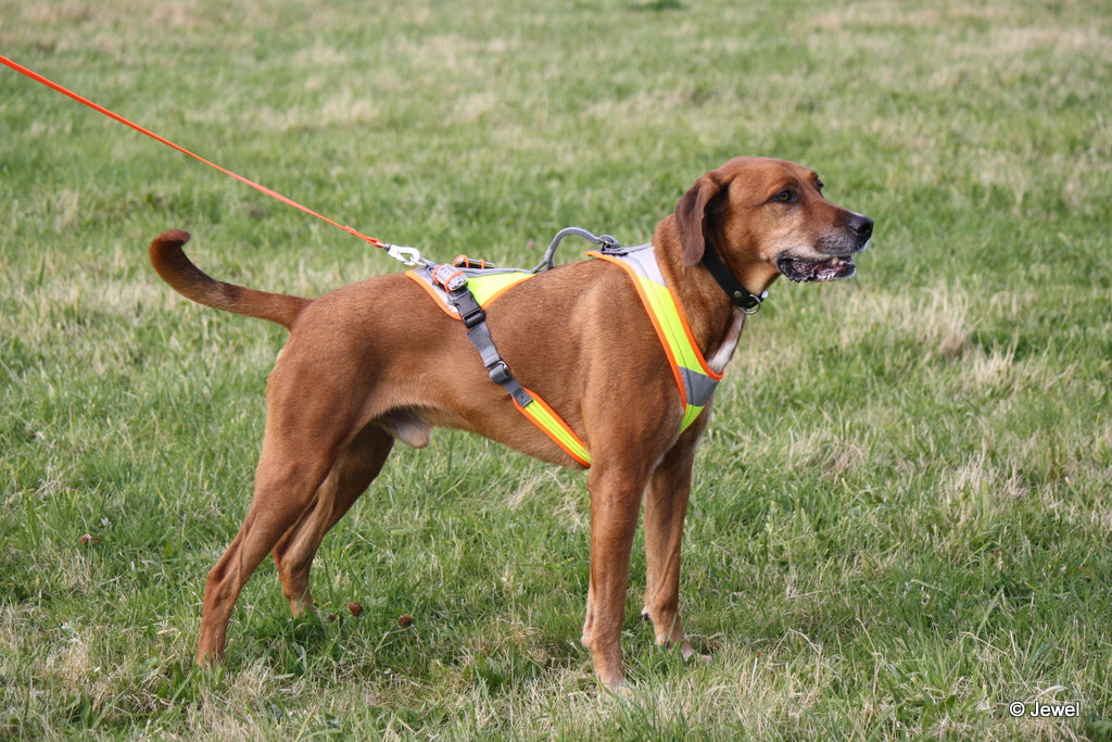 Doubleback online dog harness