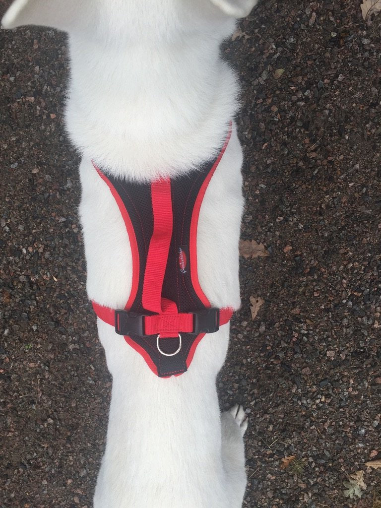 Red FunRun Harness- XL