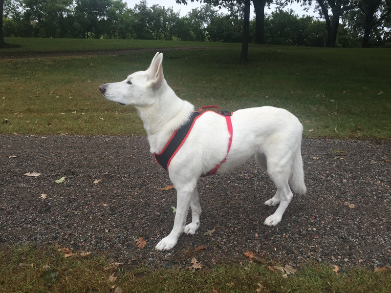 Red FunRun Harness- XL